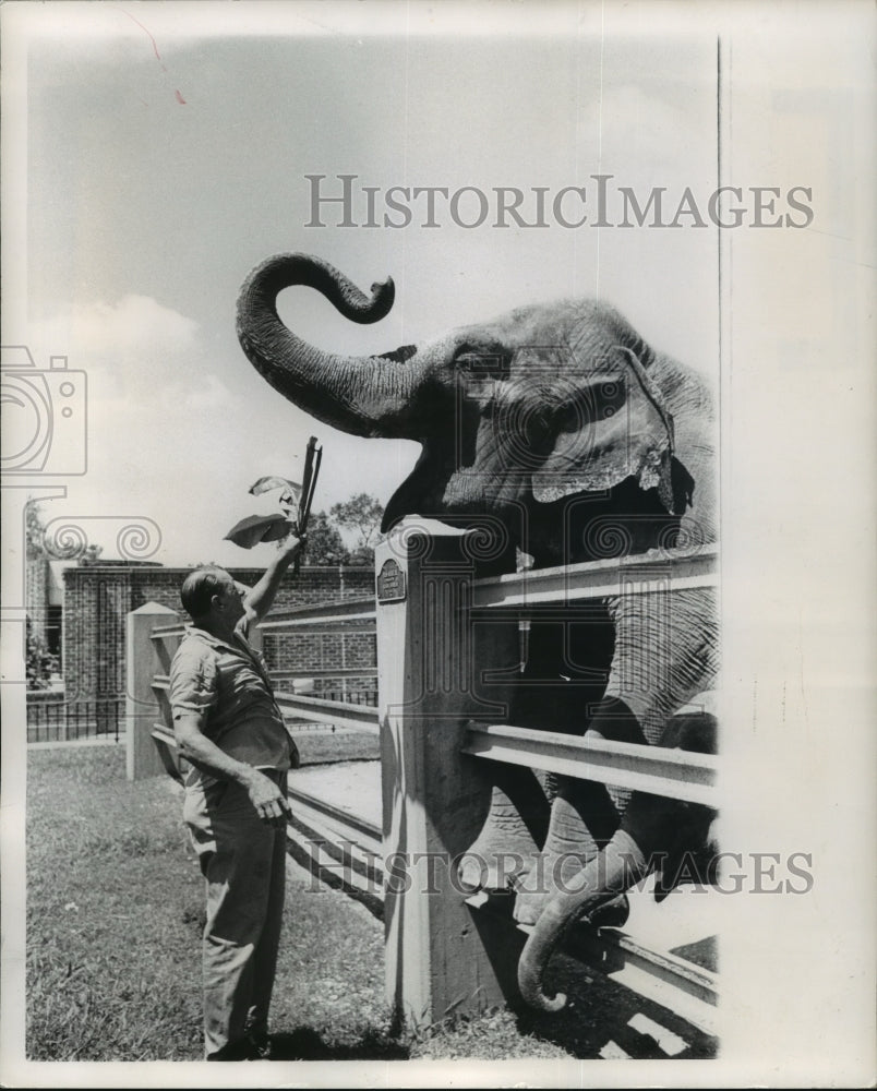 1962 New Orleans Audubon Park Zoo - Man Feeding the Elephants-Historic Images