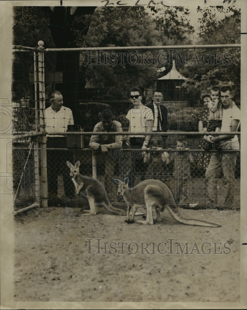 1962 New Orleans Audubon Zoo - Kangaroo Named Wally Gets New Mate - Historic Images