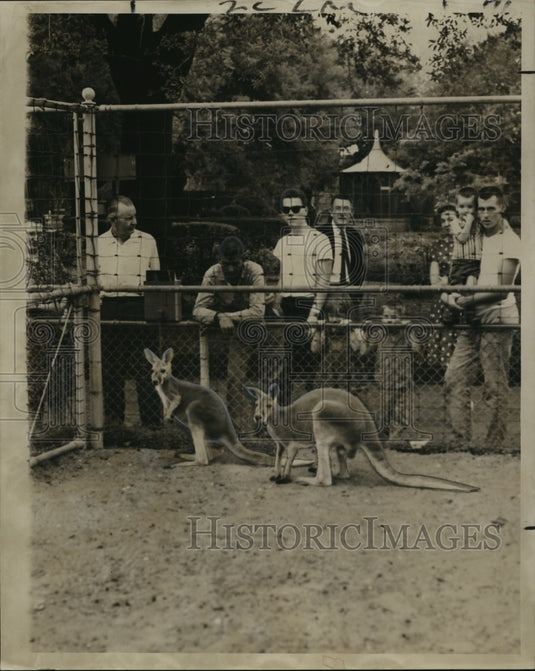 1962 New Orleans Audubon Zoo - Kangaroo Named Wally Gets New Mate - Historic Images