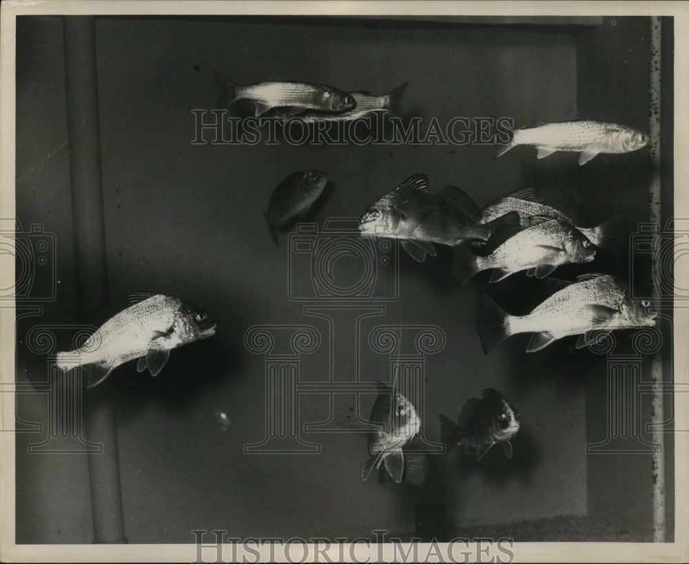 1961 Fish in Odenheimer Aquarium, Audubon Park Zoo, New Orleans - Historic Images