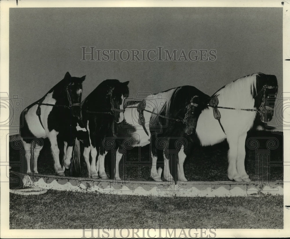 1968 Press Photo Bailey Bros. Circus - Performing Military Ponies - Historic Images