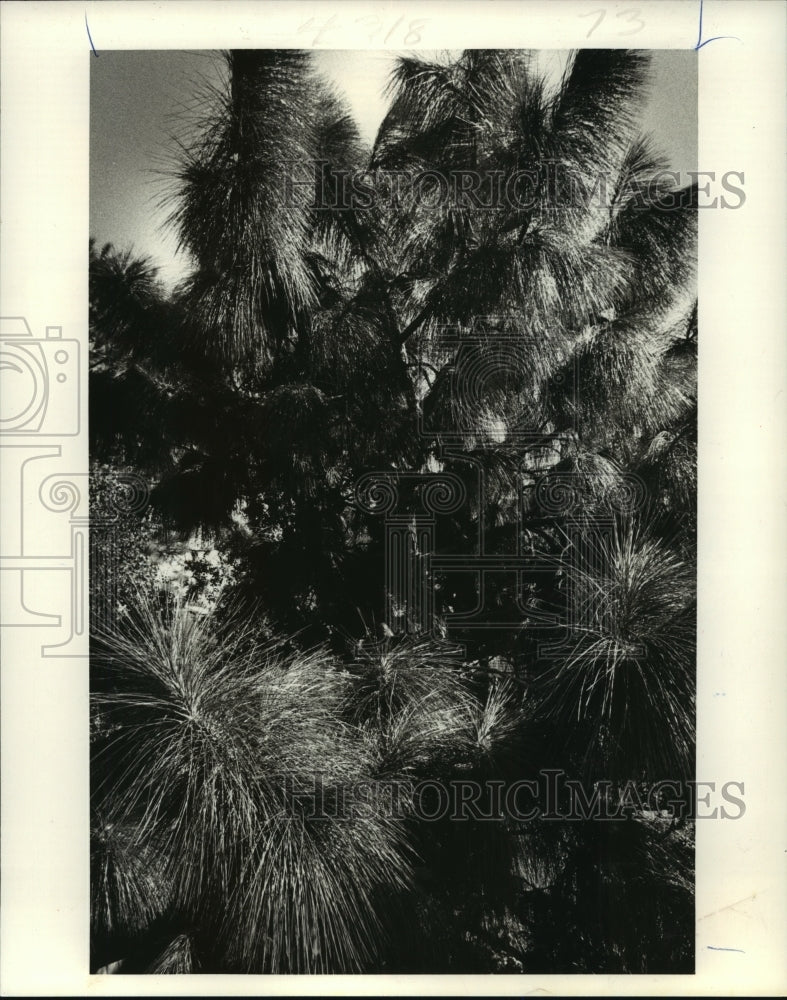 1979 Long Leaf Pine with Long Needles - Historic Images