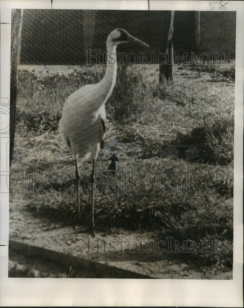 1958 Audubon Zoo - Crip the Whooping Crane with Egg, New Orleans - Historic Images