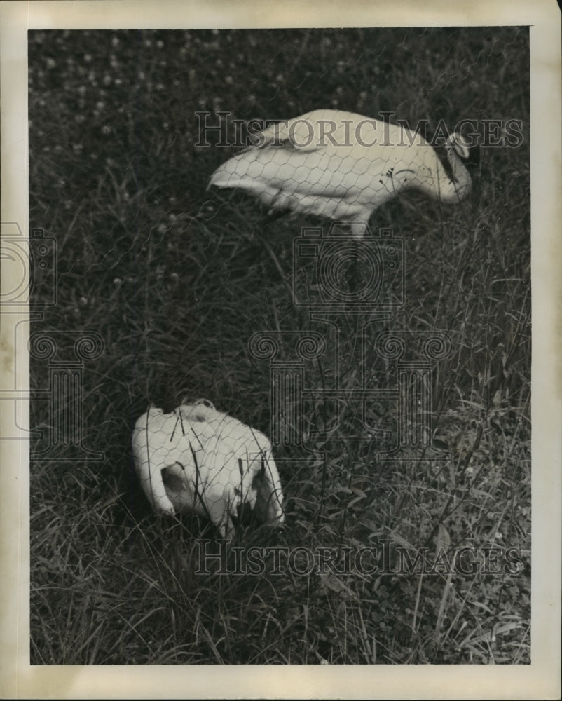 1956 Press Photo Two Whooping Crane Parents, One Sitting on Chick - noa25328-Historic Images