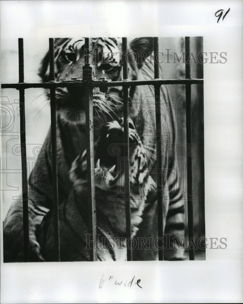 1975 Press Photo New Orleans Audubon Zoo - Two Tigers Have More Room to Play - Historic Images