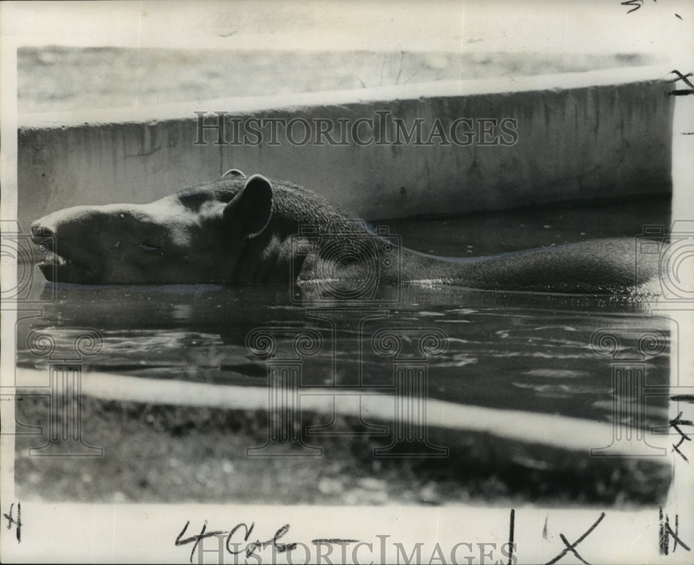 1973 South American Tapir Swims at Audubon Park Zoo, New Orleans - Historic Images