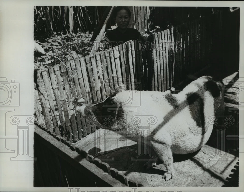 1961 Press Photo Pig fenced in China-Historic Images