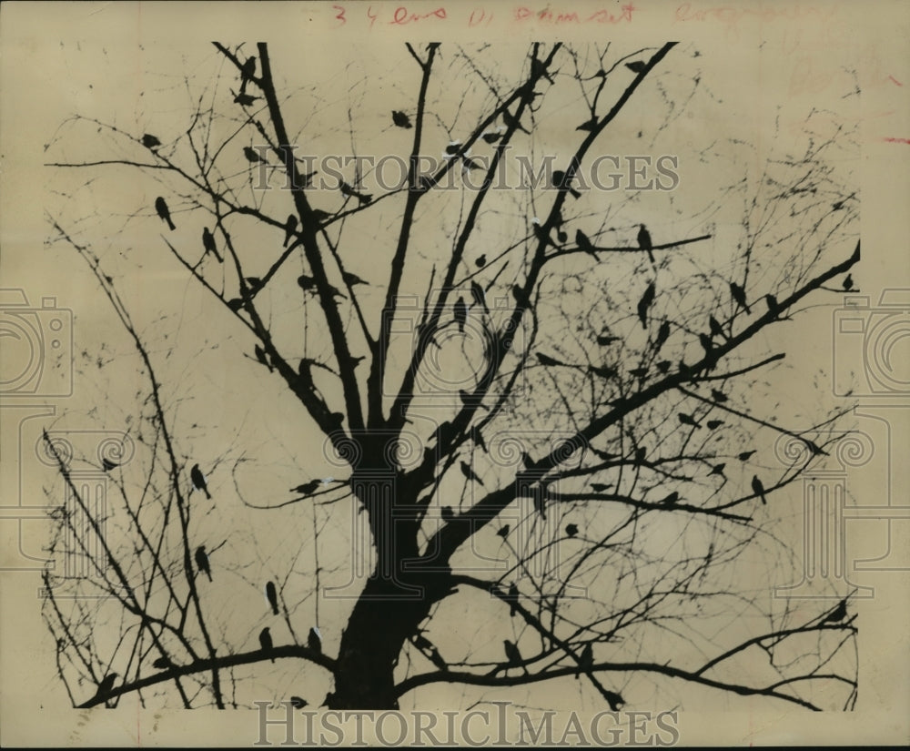 1946 Robins arrived and settle in the trees early in the season - Historic Images