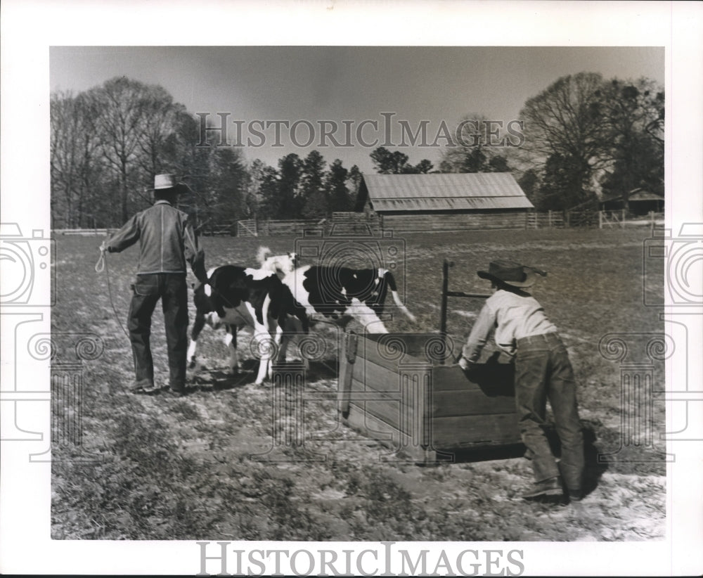 1964 Press Photo Farmer Bob Blackledge and Cow on Jones County, Mississippi Farm-Historic Images