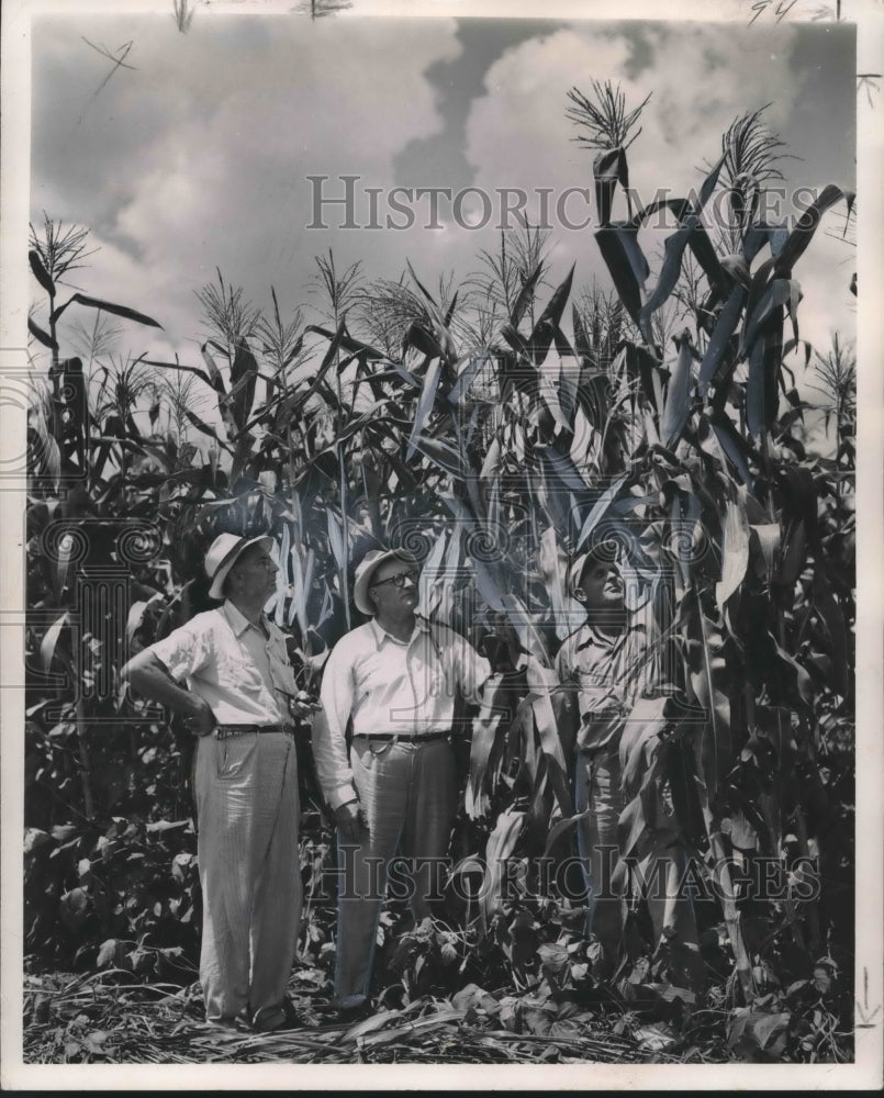 1952 Press Photo Hybrid Corn Farmers Stand in Field on Louisiana Farm-Historic Images