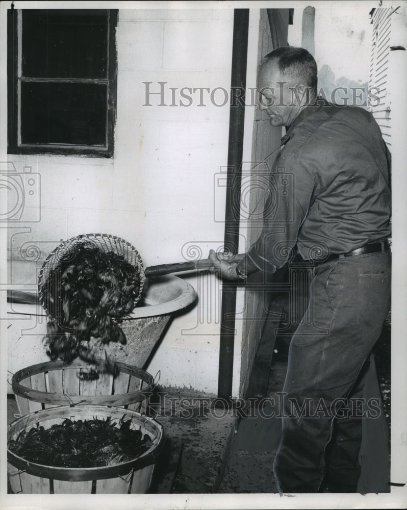 1969 Crawfish out of the bath and into the basket. - Historic Images