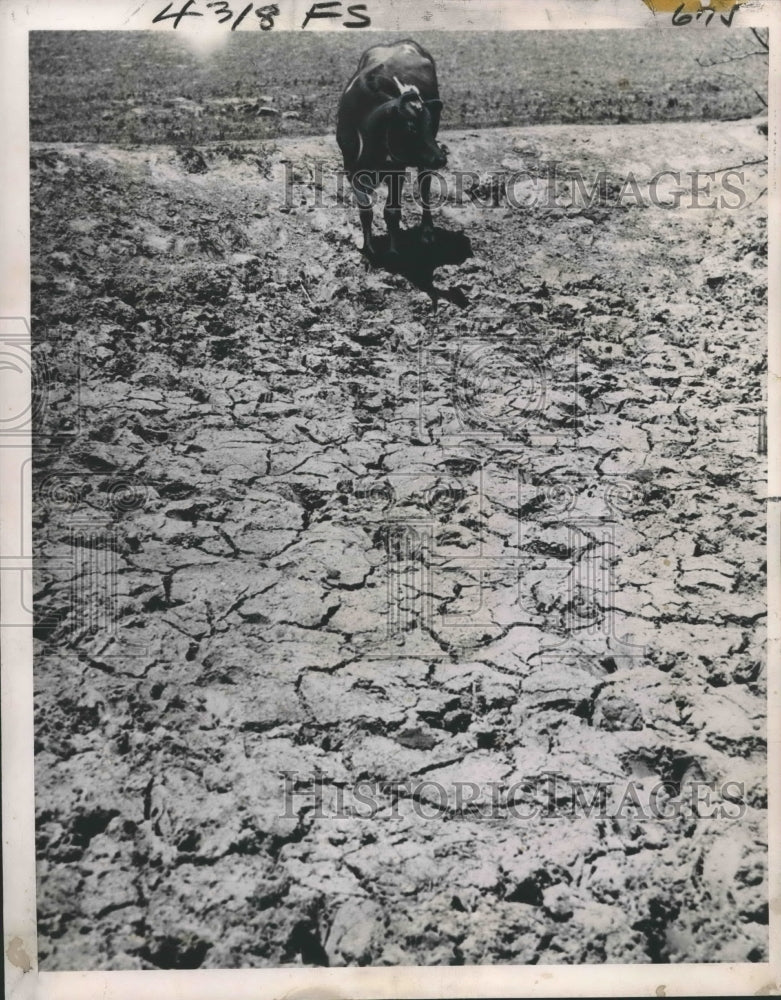 1952 Press Photo Cow Stands on Parched Land near Springfield, Missouri- Historic Images