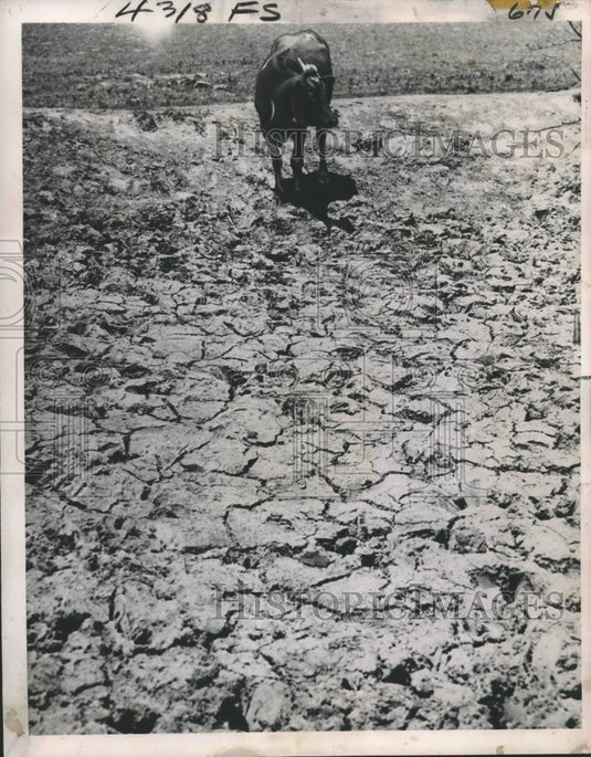 1952 Press Photo Cow Stands on Parched Land near Springfield, Missouri- Historic Images