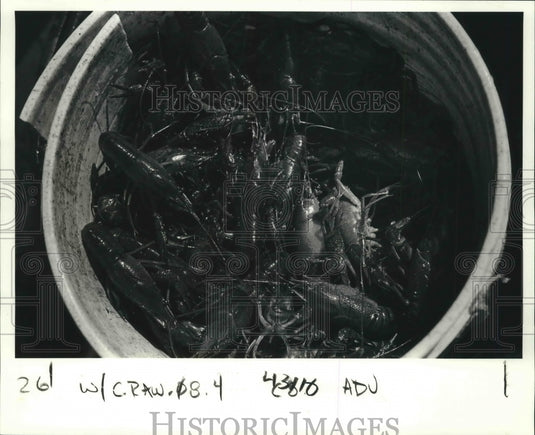 1987 Press Photo Bucket of Atchafalaya Crawfish in Louisiana - noa76322 - Historic Images