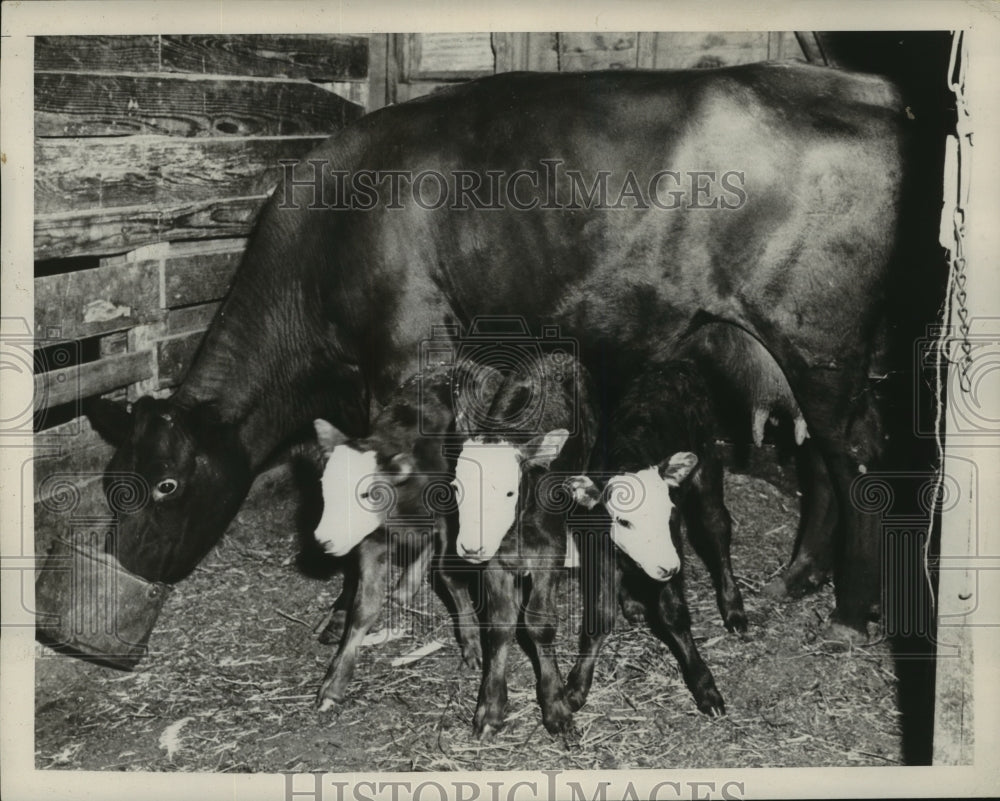 1959 Press Photo A mother cow just gave birth to these triplets - noa77928-Historic Images