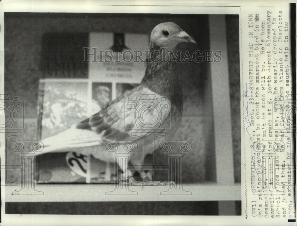 1969 Press Photo A racing pigeon joins E.North Street Elementary School class-Historic Images