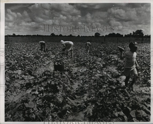 1967 Husband & wife harvesting their cucumber crop with their kids - Historic Images