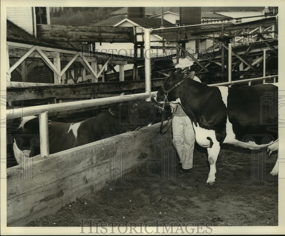 1959 Press Photo Carnation Homesteads &quot;Daisy Medcap&quot; inspected before milking - Historic Images