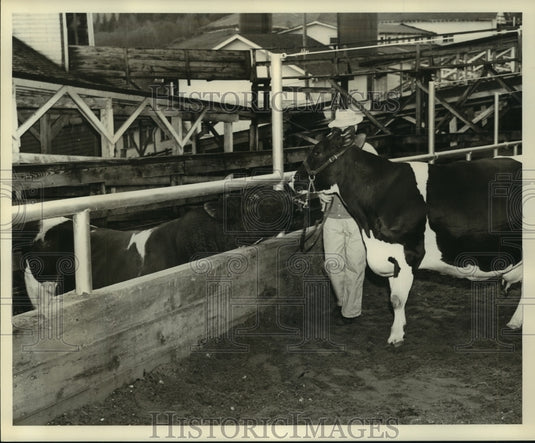 1959 Press Photo Carnation Homesteads "Daisy Medcap" inspected before milking - Historic Images