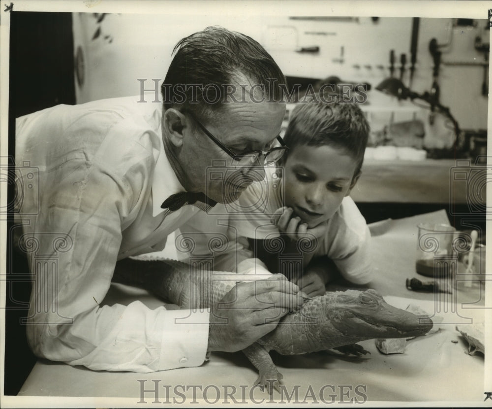 1959 B.A. Daigre, LSU museum curator, and Robert work on alligator - Historic Images