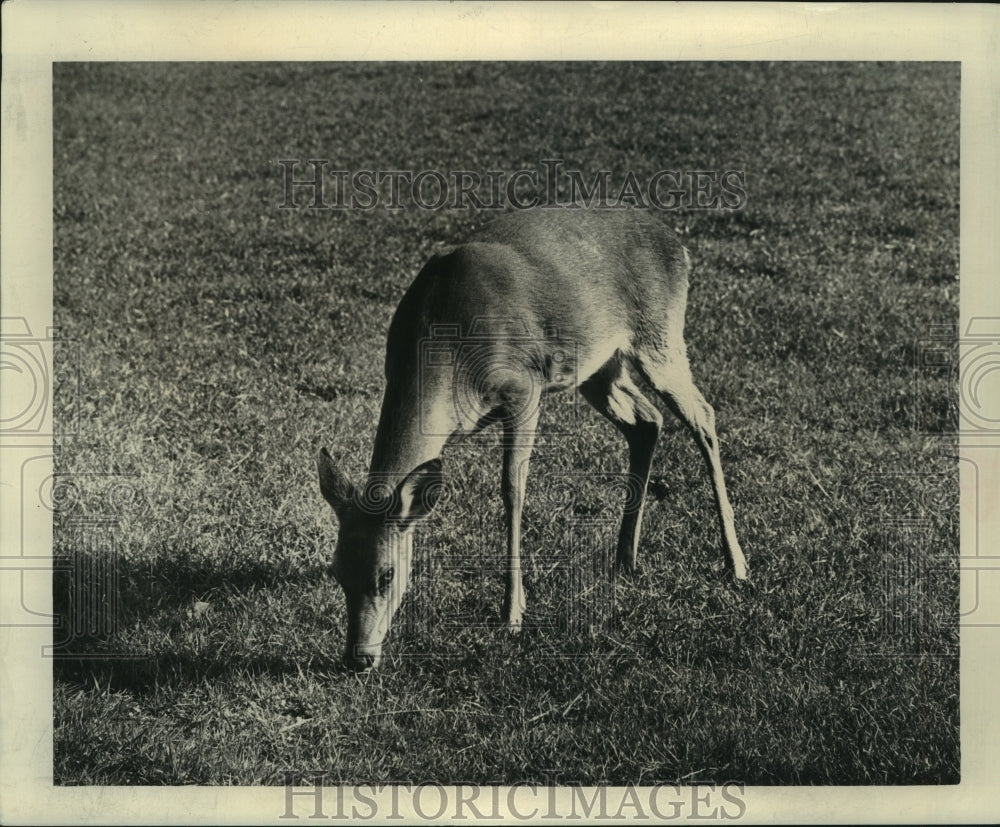 1964 Deer grazing at Red Creek Wildlife Management area feedlot. - Historic Images