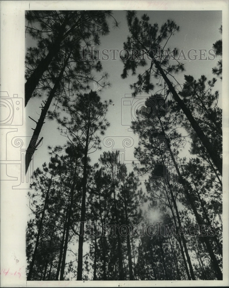 1969 Press Photo Trees near DeRidder, Louisiana - noa90517 - Historic Images