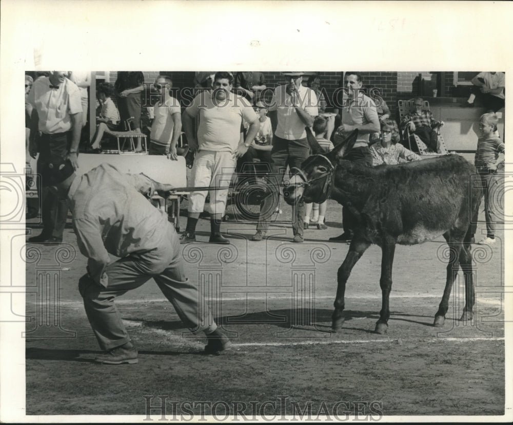 1966 Press Photo Allen Dufour Tries to Lead Mule - noa91899 - Historic Images