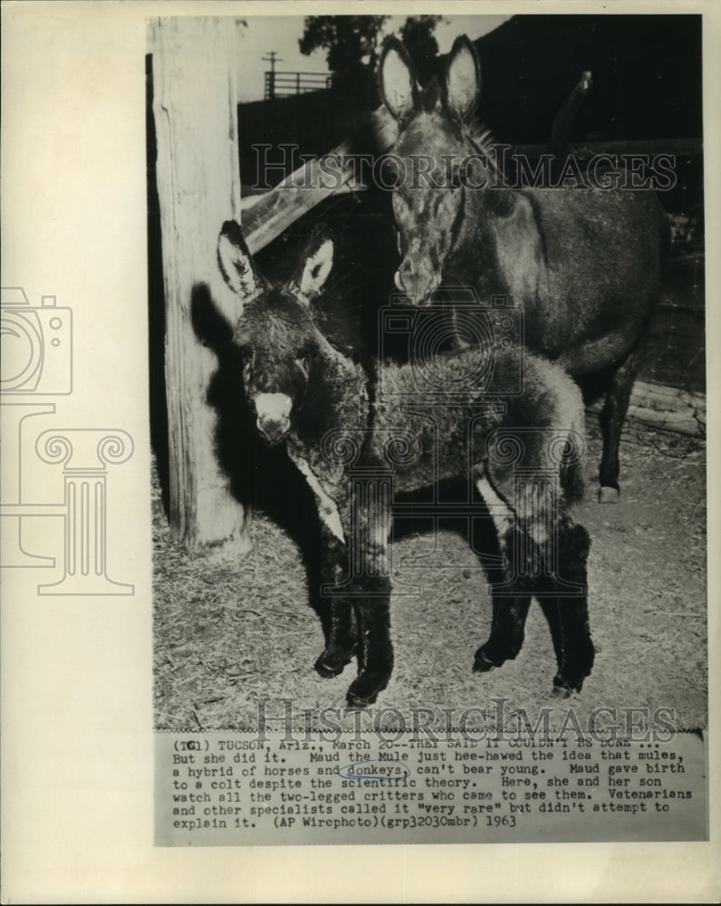 1963 Maude the Mule with Colt - Historic Images