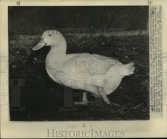 1958 Press Photo Peg Leg, Pet Duck Owned by Manny Sachs, Mississippi - noa93447 - Historic Images