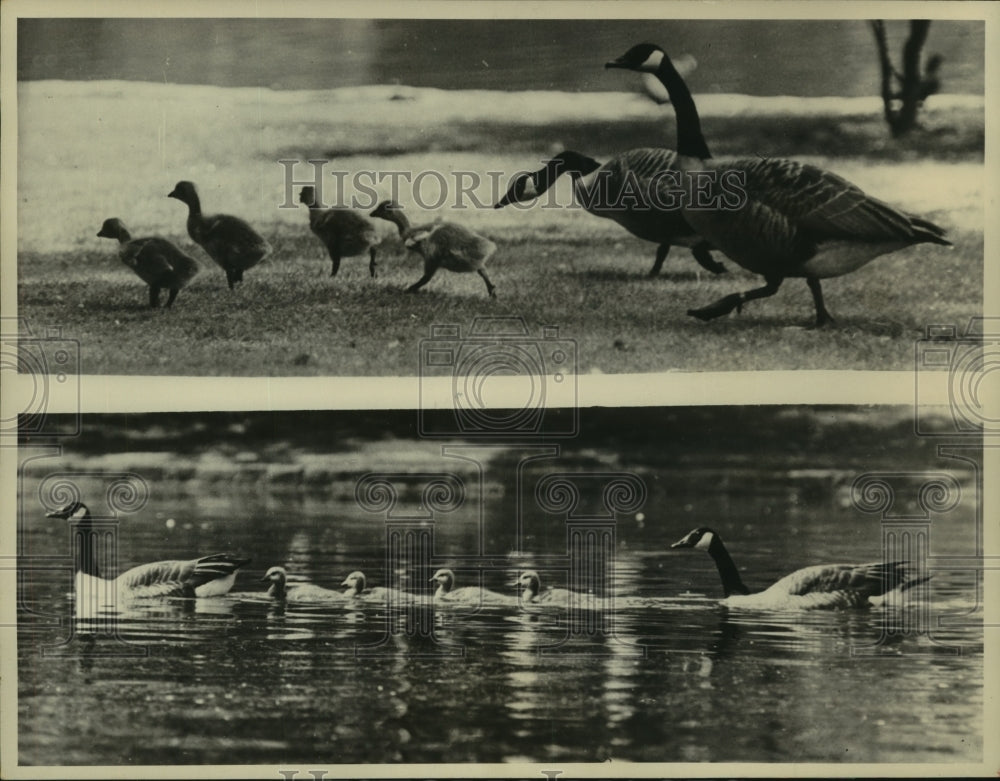 1960 Geese with Goslings, St. James Park, London, England - Historic Images