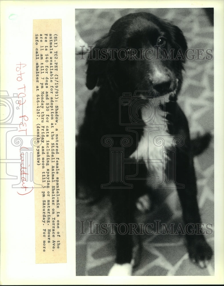 1991 Press Photo Spaniel-mix Shadow at the Slidell Animal Shelter - noa93610 - Historic Images