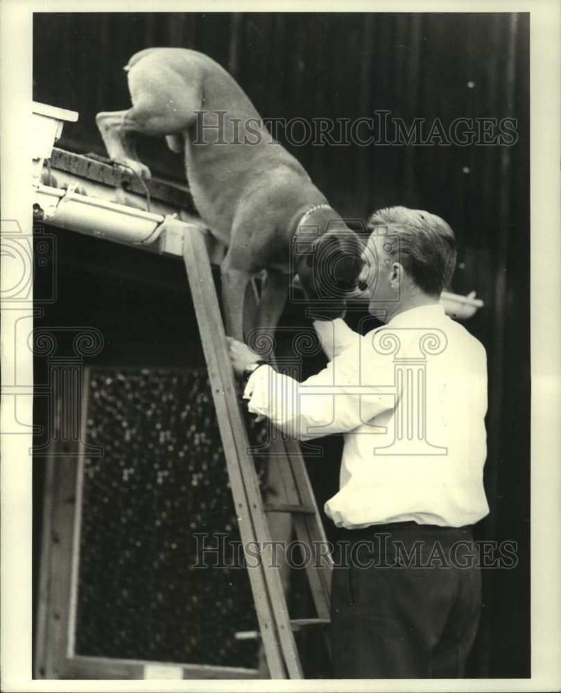 1971 Press Photo Trainer Snorre Kjetilson helps dog Brutus climb down ladder - Historic Images