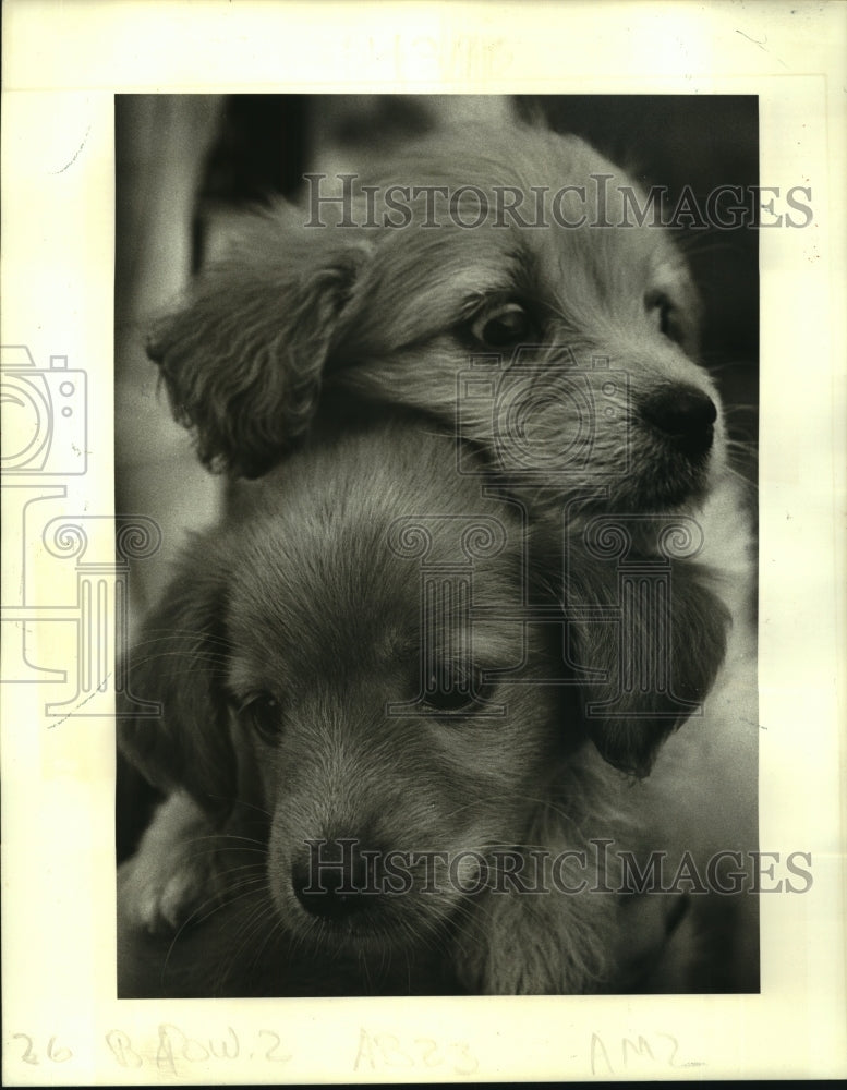 1985 Press Photo Eight-week-old mixed breed female puppies at canine campus - Historic Images