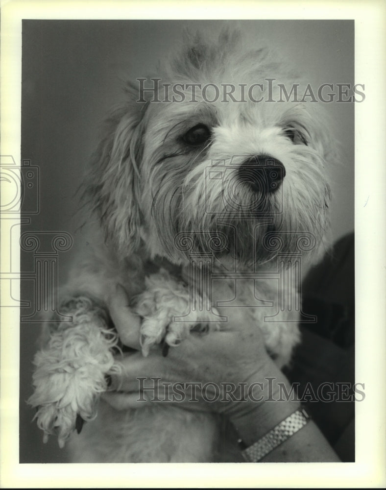 1991 Press Photo Four-year-old female mixed breed dog at St. Bernard Shelter - Historic Images