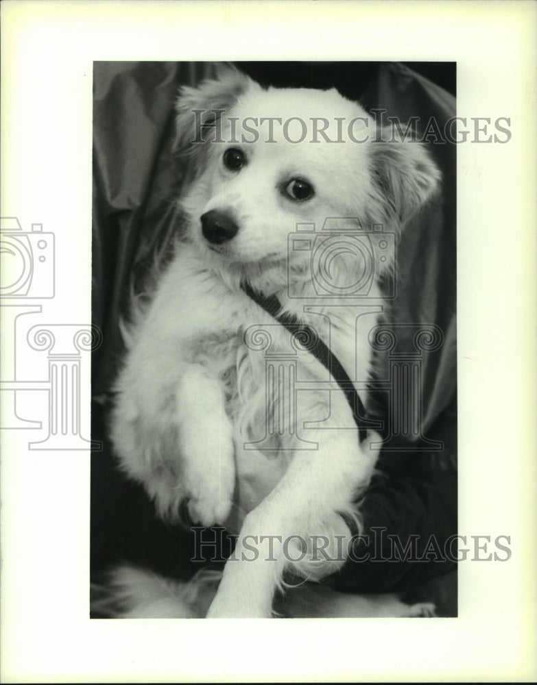 1991 Press Photo Bush, 2 year old mixed breed at LA SPCA up for adoption. - Historic Images