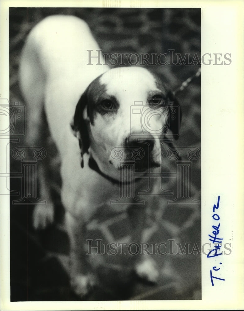 1991 Press Photo Gaston available for adoption at Slidell Animal Shelter - Historic Images