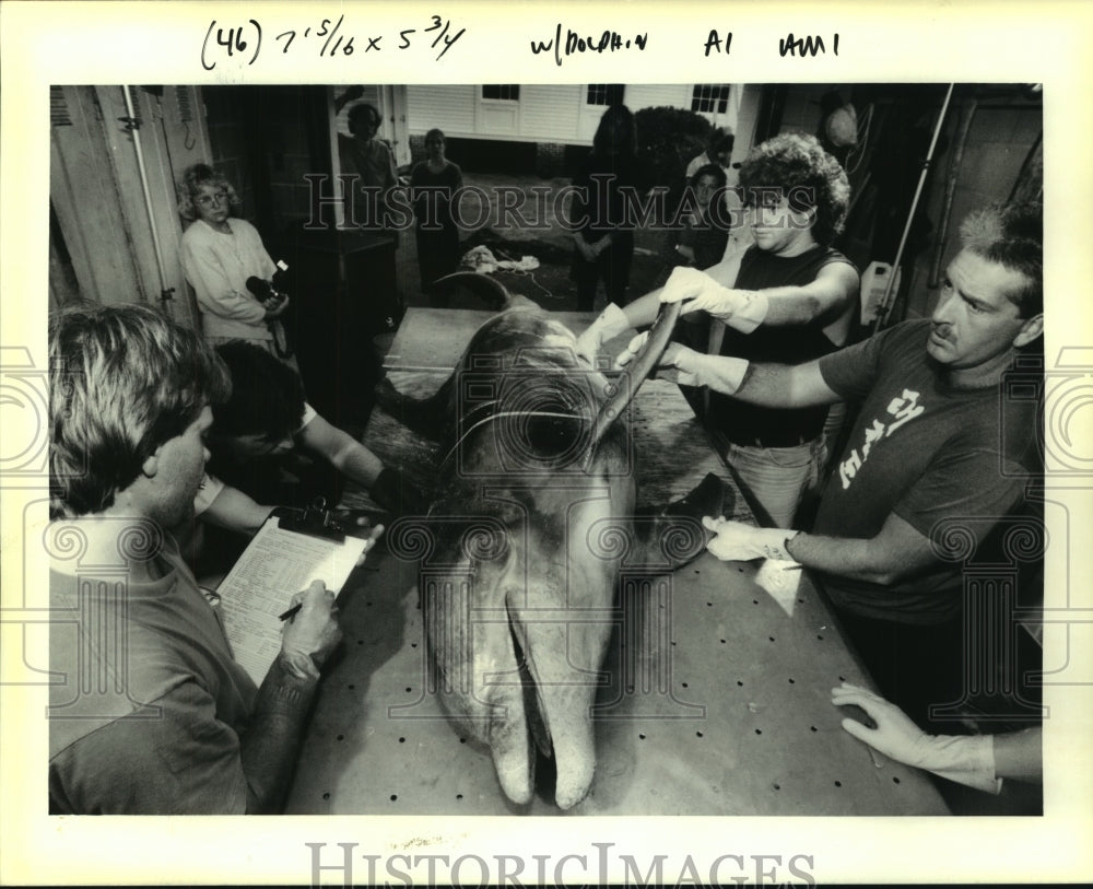 1989 Press Photo Biologists Perform Necropsy on Dolphin - noa94260 - Historic Images