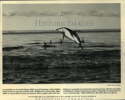 1989 Press Photo Dusky Dolphins Near Coast of Argentina - noa94262 - Historic Images