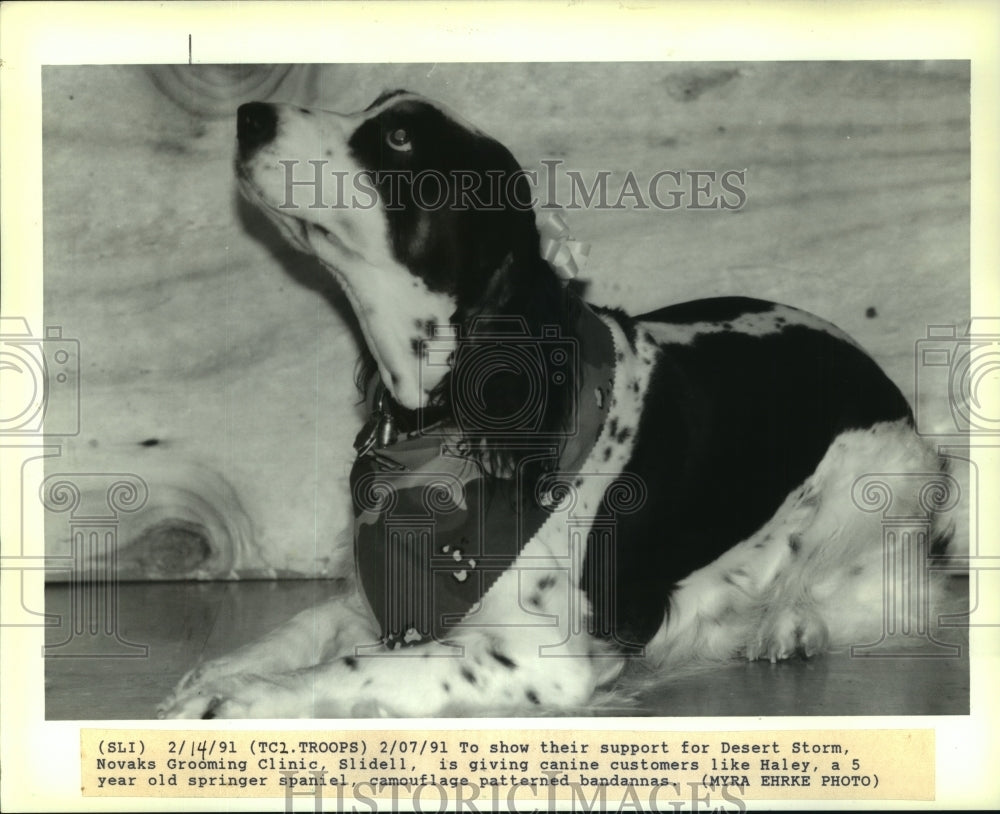 1991 Press Photo Springer Spaniel Wearing Camouflage Bandannas - noa94296 - Historic Images