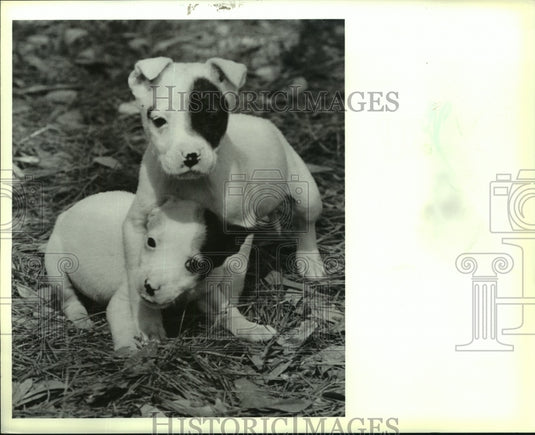 1990 Press Photo Bull Terrier Mix Puppies for Adoption in St. Tammany Parish, LA - Historic Images