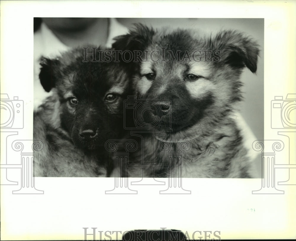 1991 Press Photo German Shepherd Puppies for Adoption, St. Bernard Parish, LA - Historic Images