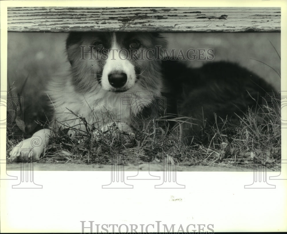 1990 Press Photo Pet of the Week &quot;Leda&quot; in New Orleans - noa94308 - Historic Images