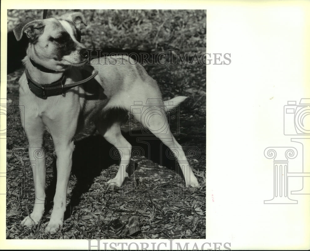 1991 Press Photo Dog at St. Tammany Humane Society Animal Shelter - noa94309 - Historic Images