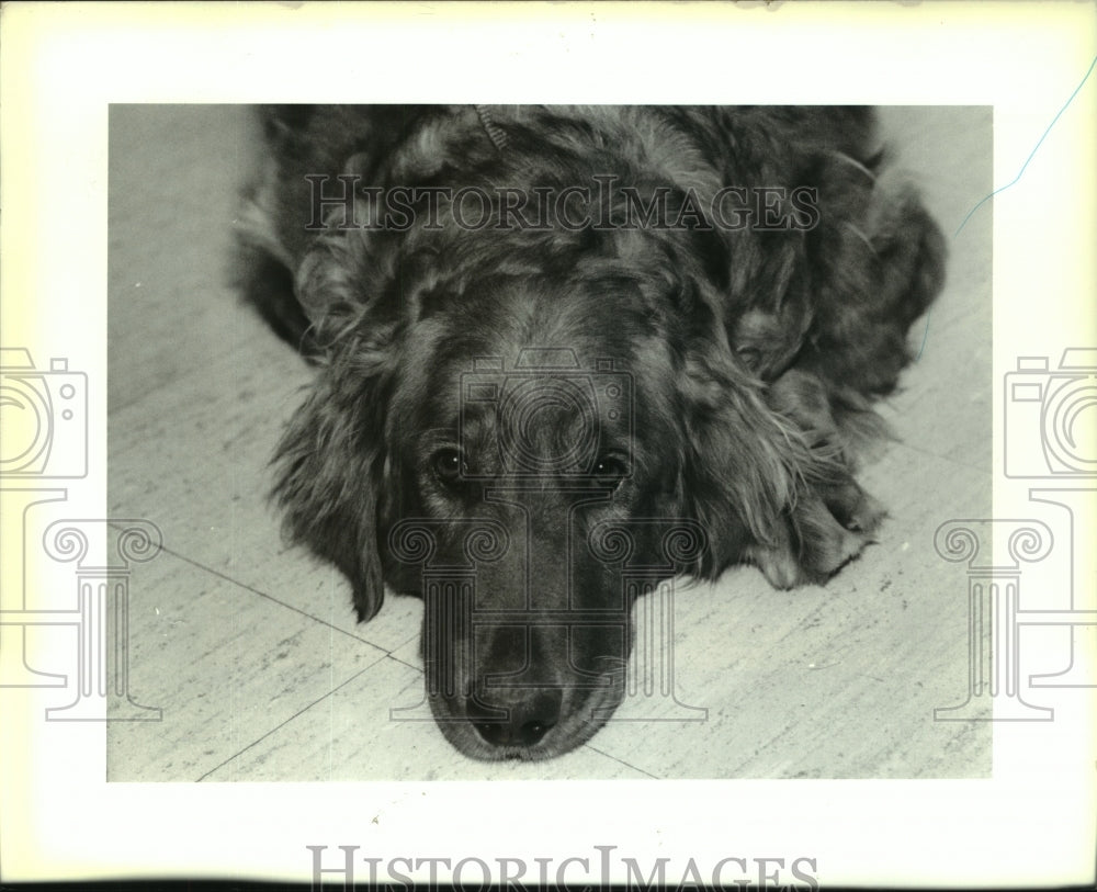 1991 Press Photo Rosanne, Golden Retriever at Louisiana S.P.C.A, New Orleans - Historic Images