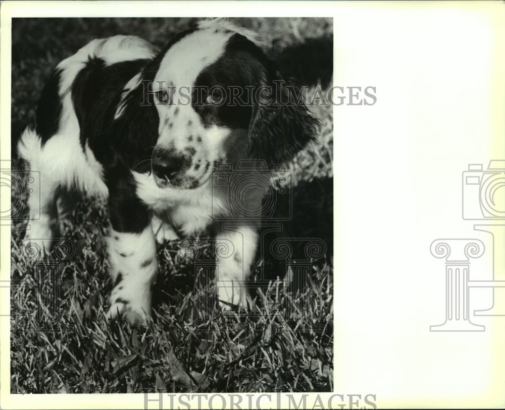 1991 Press Photo Black and white bassett/spaniel at St. Tammany Humane Society. - Historic Images