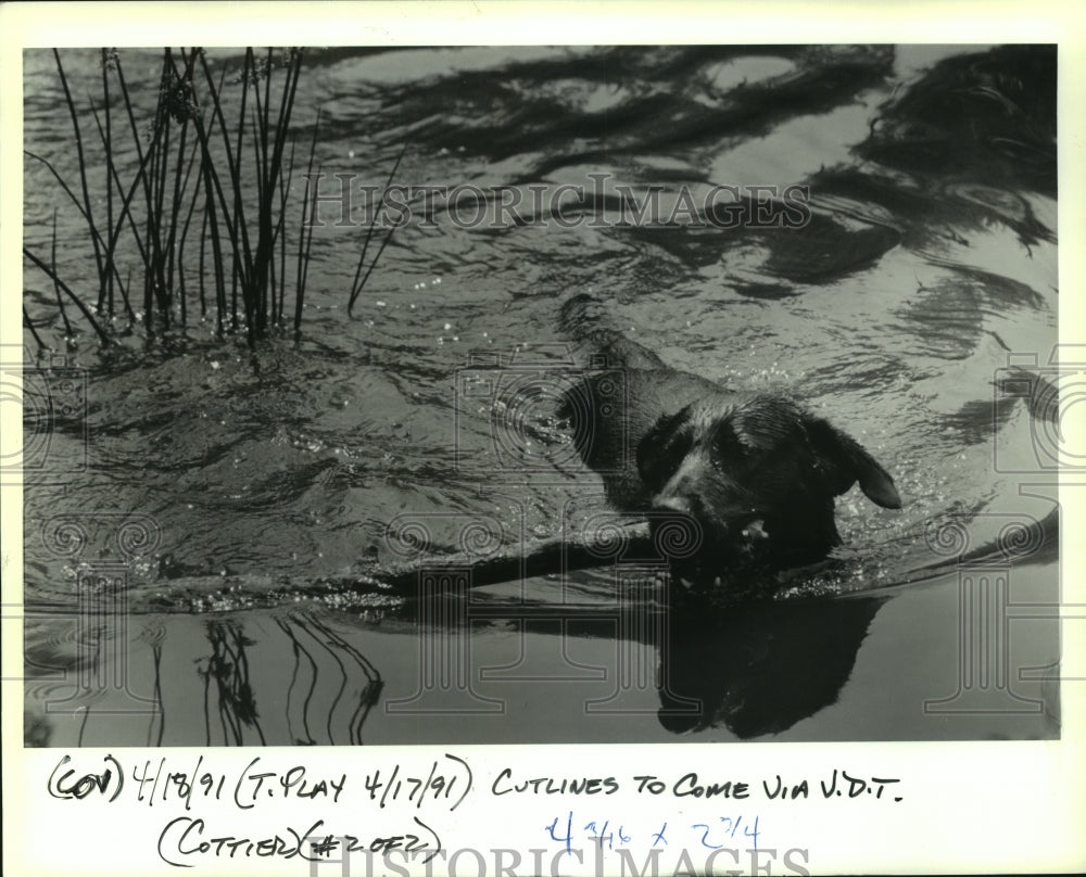 1991 Press Photo Dog retrieves stick from water. - noa94312 - Historic Images