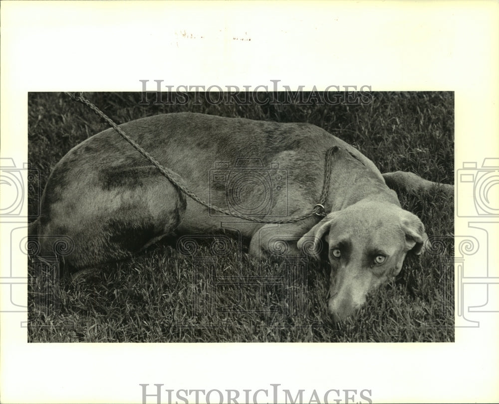 1989 Press Photo Female Weimaraner dog at Jefferson Animal Shelter - noa94316 - Historic Images