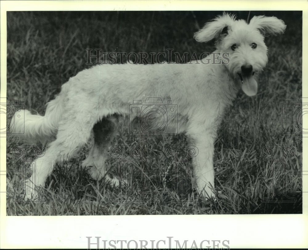 1991 Press Photo Jolly, male spayed Terrier, available at St. Tammany Humane - Historic Images