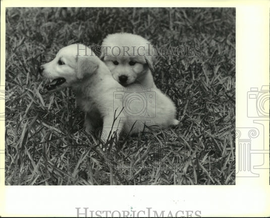 1991 Press Photo Two female malamute/chow mix at St. Tammany Humane Society - Historic Images
