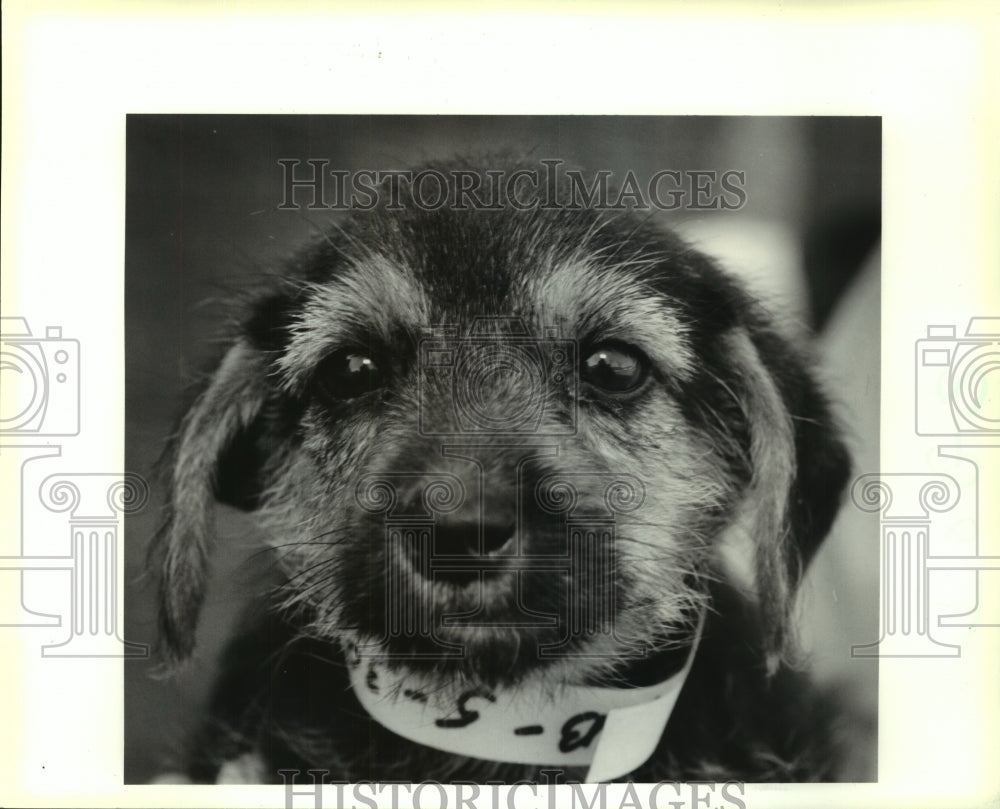 1991 Press Photo Female mixed breed can be adopted at Jefferson Parish Shelter. - Historic Images